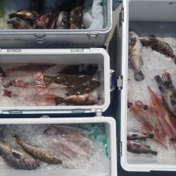 気仙沼　つり丸 釣果