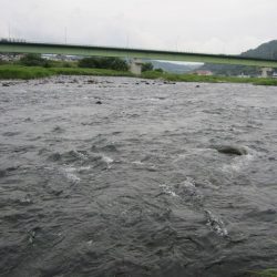狩野川(狩野川漁業協同組合) 釣果