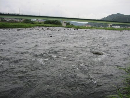 狩野川(狩野川漁業協同組合) 釣果