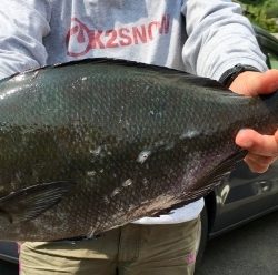 鵜来島家本渡船 釣果