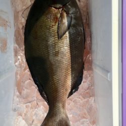 鵜来島家本渡船 釣果