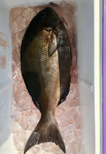 鵜来島家本渡船 釣果