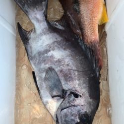 鵜来島家本渡船 釣果