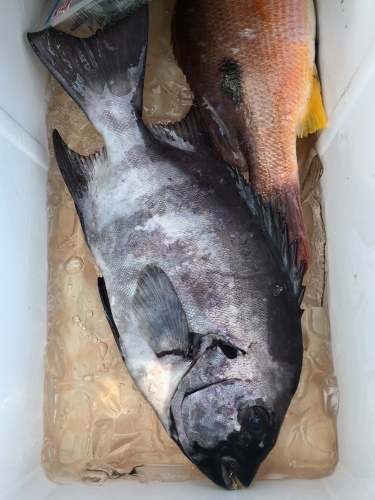 鵜来島家本渡船 釣果