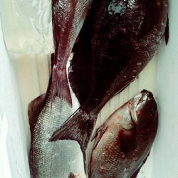 鵜来島家本渡船 釣果