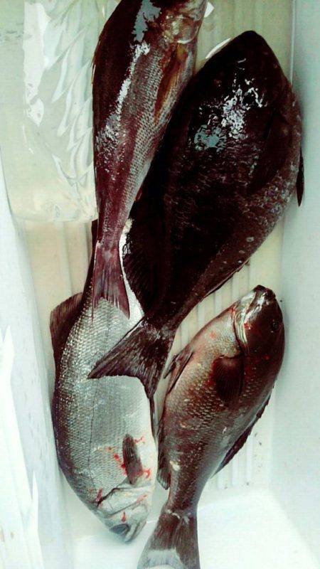 鵜来島家本渡船 釣果