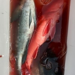 鵜来島家本渡船 釣果