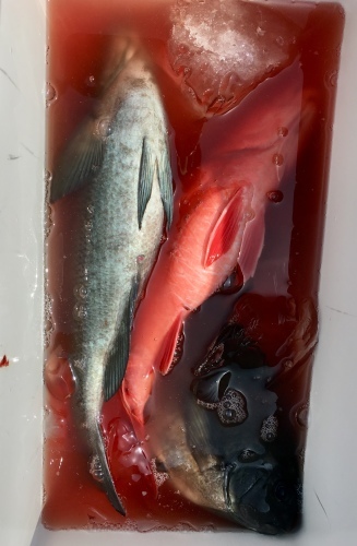 鵜来島家本渡船 釣果