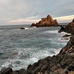 鵜来島家本渡船 釣果