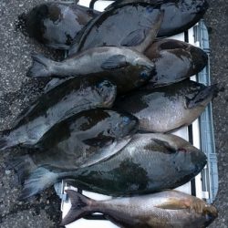 鵜来島家本渡船 釣果