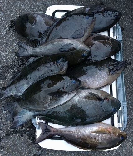 鵜来島家本渡船 釣果