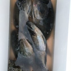 鵜来島家本渡船 釣果