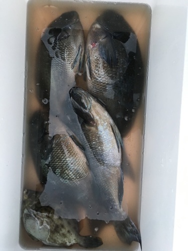 鵜来島家本渡船 釣果