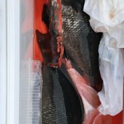 鵜来島家本渡船 釣果