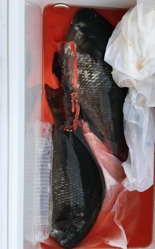 鵜来島家本渡船 釣果