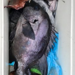 鵜来島家本渡船 釣果