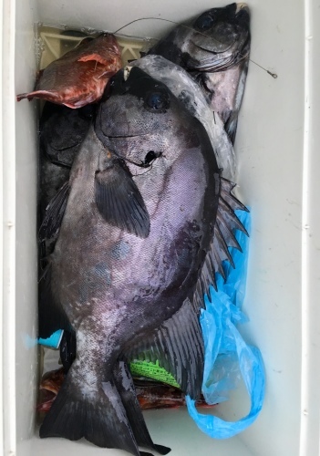 鵜来島家本渡船 釣果