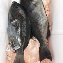 鵜来島家本渡船 釣果