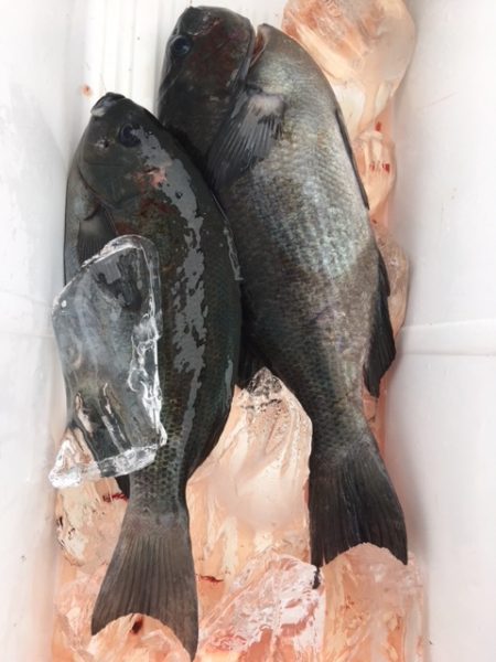 鵜来島家本渡船 釣果