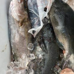 鵜来島家本渡船 釣果