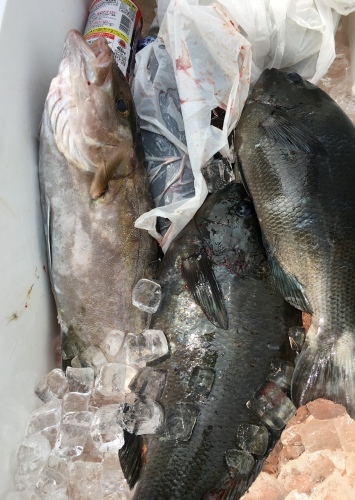 鵜来島家本渡船 釣果