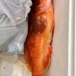 鵜来島家本渡船 釣果