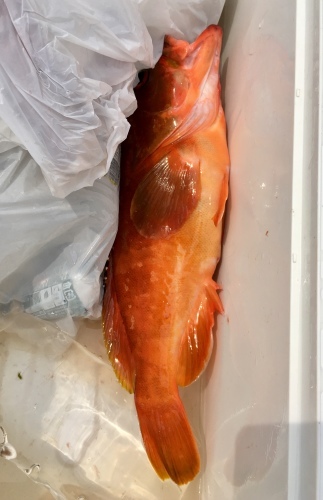 鵜来島家本渡船 釣果