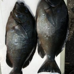 鵜来島家本渡船 釣果