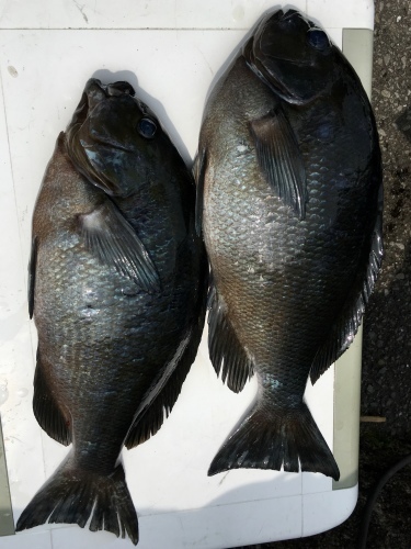 鵜来島家本渡船 釣果