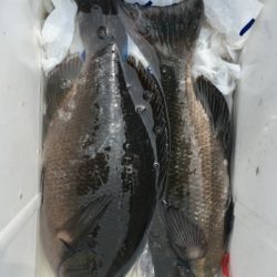 鵜来島家本渡船 釣果