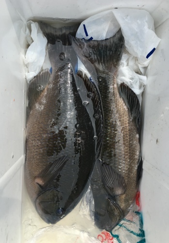 鵜来島家本渡船 釣果