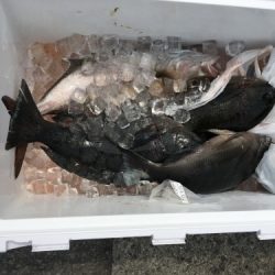鵜来島家本渡船 釣果