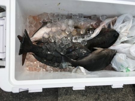 鵜来島家本渡船 釣果