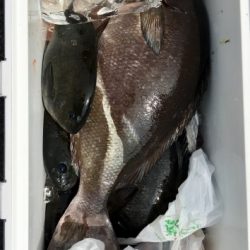 鵜来島家本渡船 釣果