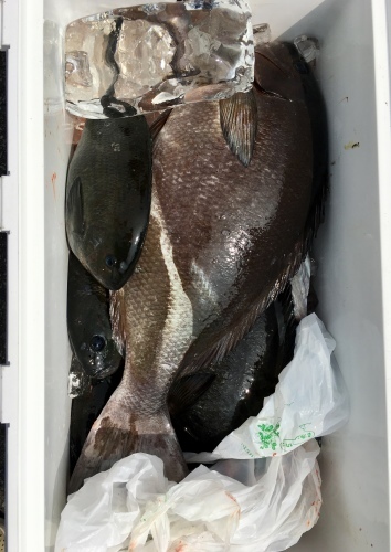 鵜来島家本渡船 釣果