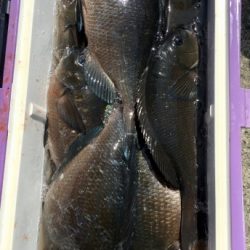 鵜来島家本渡船 釣果