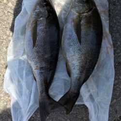 鵜来島家本渡船 釣果