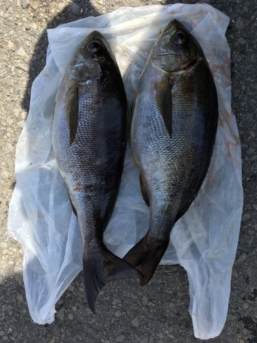 鵜来島家本渡船 釣果