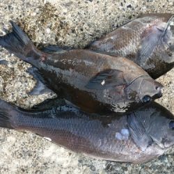 鵜来島家本渡船 釣果