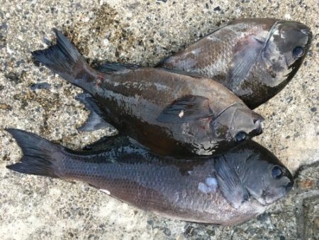 鵜来島家本渡船 釣果