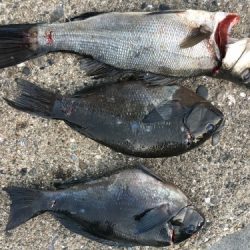 鵜来島家本渡船 釣果