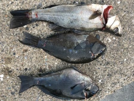 鵜来島家本渡船 釣果