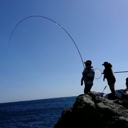鵜来島家本渡船 釣果