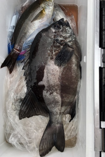 鵜来島家本渡船 釣果