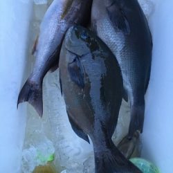 鵜来島家本渡船 釣果