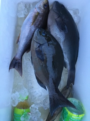 鵜来島家本渡船 釣果