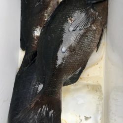 鵜来島家本渡船 釣果