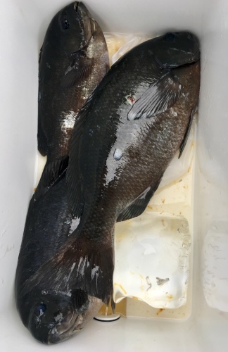 鵜来島家本渡船 釣果