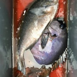 鵜来島家本渡船 釣果