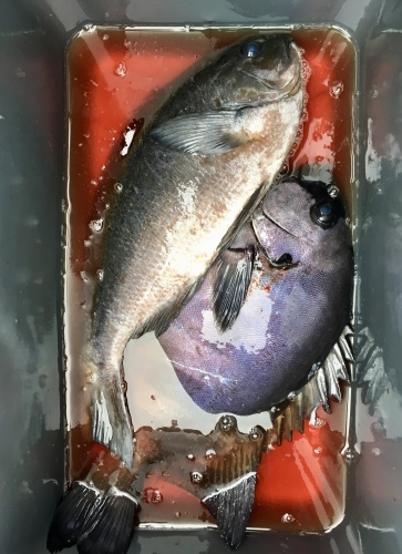 鵜来島家本渡船 釣果